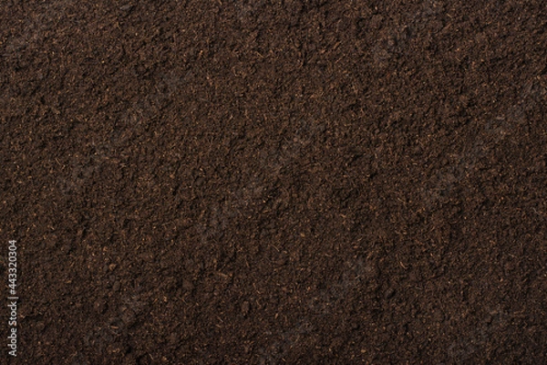 Obraz Peat moss
