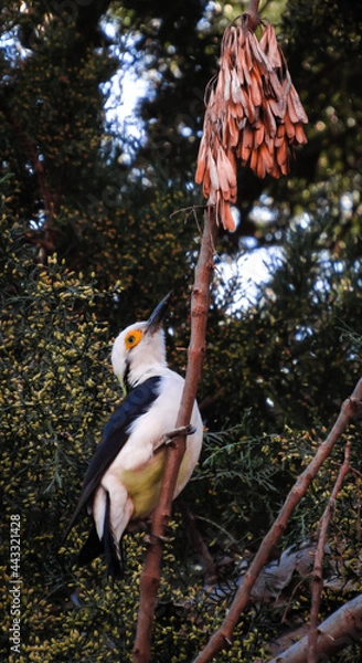 Fototapeta CARPINTERO