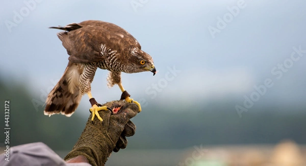 Obraz a goshawk on falconer´s hand