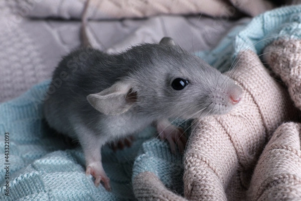 Fototapeta Cute small rat on soft knitted plaid, closeup