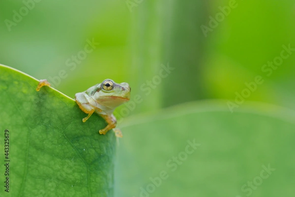 Fototapeta 蓮と雨蛙