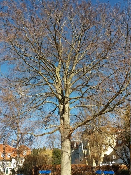 Obraz Arvore seca em um dia de sol