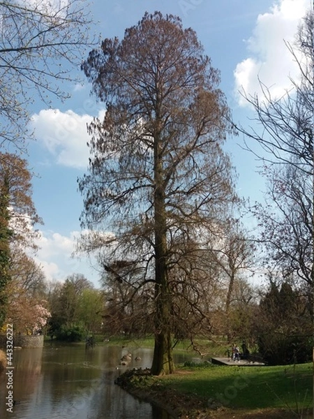 Obraz Arvore no parque