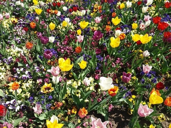 Obraz Tapete de tulipas