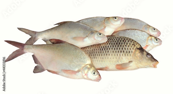 Fototapeta catch isolated