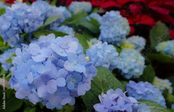 Obraz Bright blue hydrangeas in the summer garden