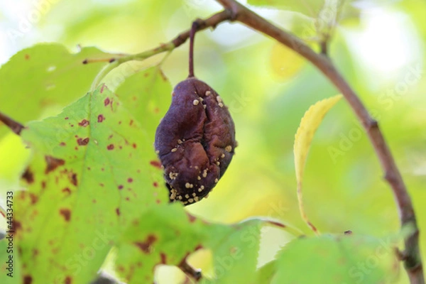 Obraz Pflaume mit Fruchtfäule