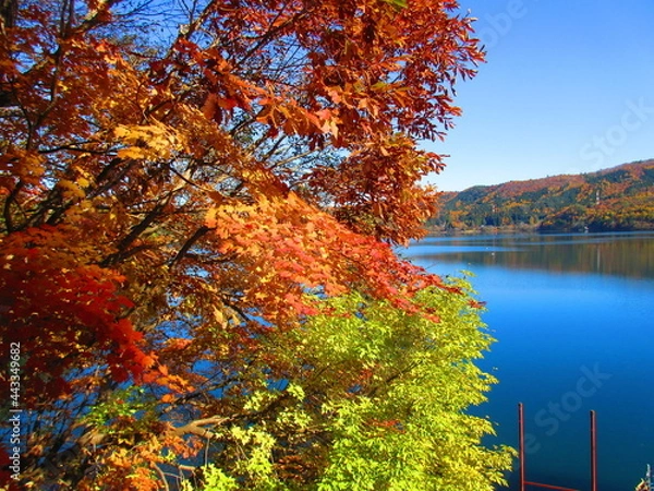 Fototapeta 紅葉と湖