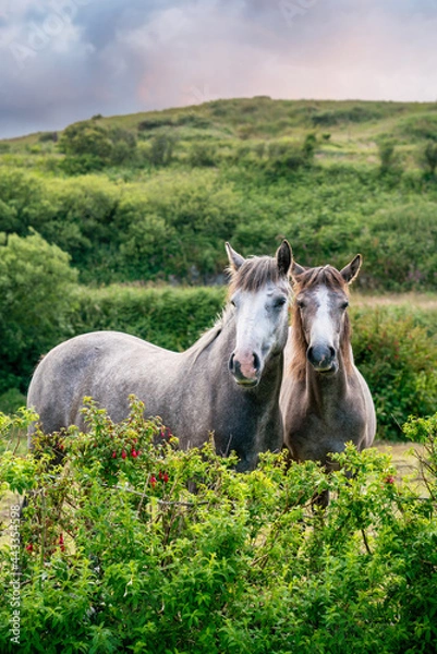 Obraz Two pony connemara horses