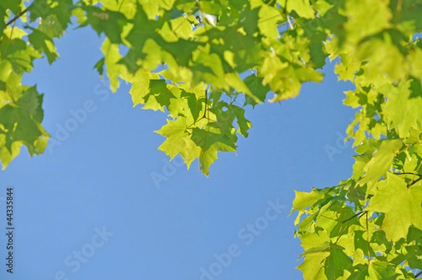 Obraz Canadian maple leaves