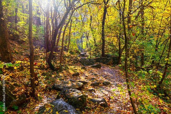 Fototapeta Golden colored forest in the fall season . Trees with Yellow leaves in the autumn . Awesome woodland in october