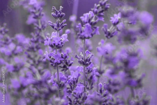 Obraz Fresh lavender flowers.