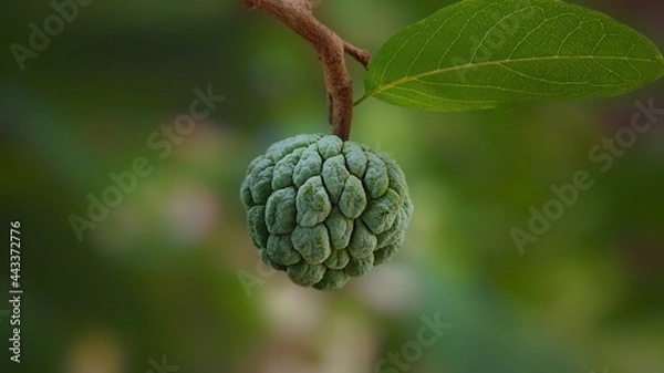 Fototapeta custard apple