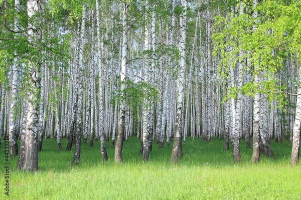 Obraz birch grove