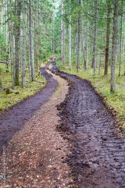 Fototapeta Deforestation and logging, forest clearing, timber removal. Big car tire print on ground. Traces of tractor or bulldozer tires in large mud. Imprint from wheels tracks.