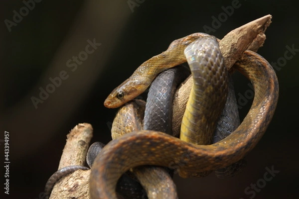 Obraz the black copper rat snake or yellow striped snake, is a species of snake found in Southeast Asia