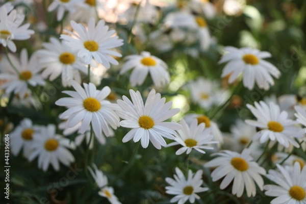 Fototapeta Field of white chamomile and blur background