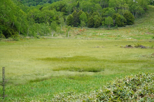 Obraz レンゲツツジが咲く田ノ原湿原