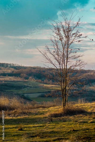 Obraz tree with forest on the background