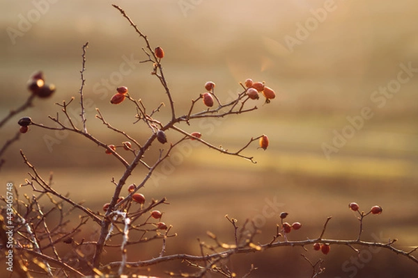 Obraz wild rosehip at sunset