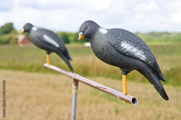Obraz Pigeon decoy on  stand for hunting