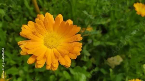 Obraz Marigold in the garden.