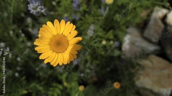 Obraz Marigold in the garden.