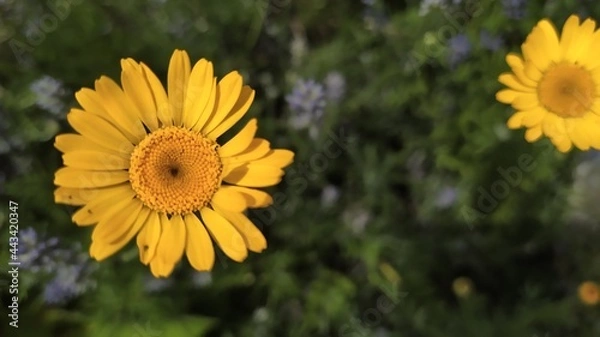Obraz Marigold in the garden.