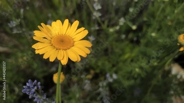Obraz Marigold in the garden.