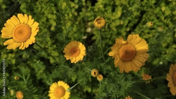Obraz Marigold in the garden.