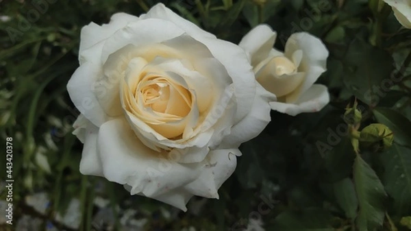 Obraz White rose.