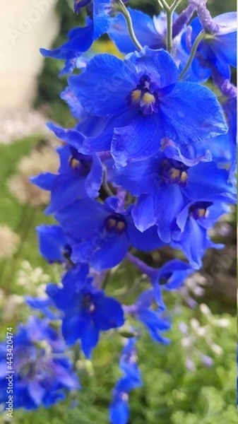 Fototapeta Delphinium in the garden.