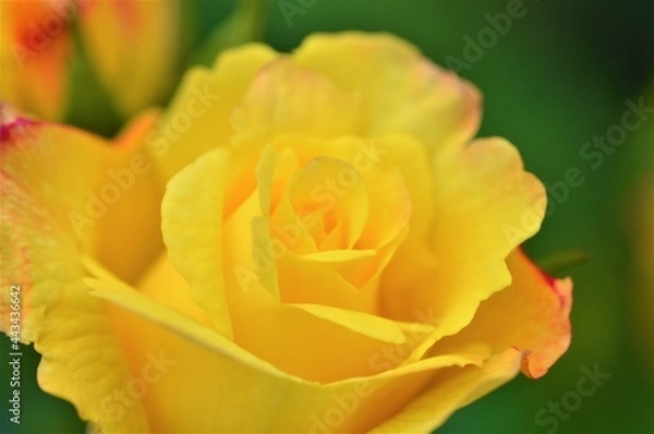 Obraz single yellow rose