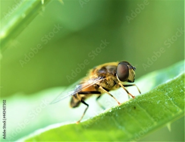 Fototapeta Hoverfly on a leaf.