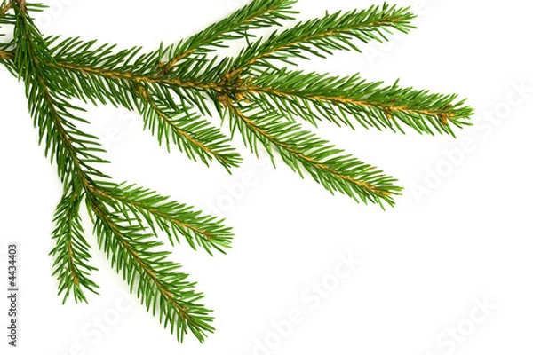 Fototapeta Branch of a Christmas Tree