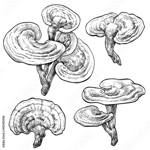 Fototapeta reishi / ganoderma lucidum mushroom set. Vector illustration of mushrooms on white background. Hand drawn style