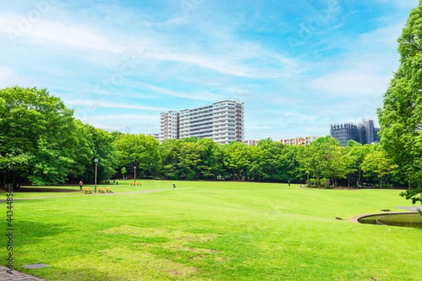 Fototapeta 青空と緑の公園