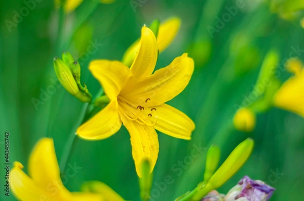 Obraz yellow lily