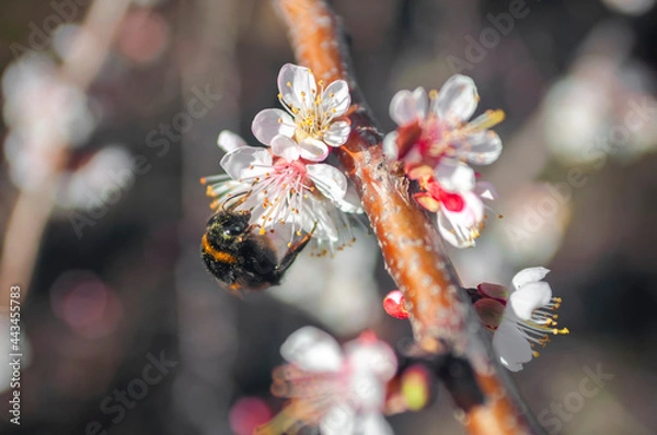 Obraz bee collecting pollen