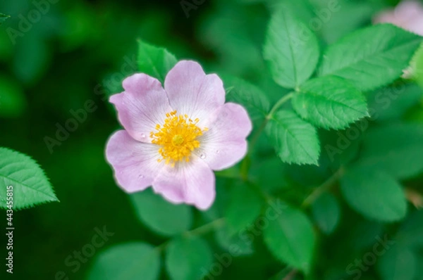 Obraz pink and white flower