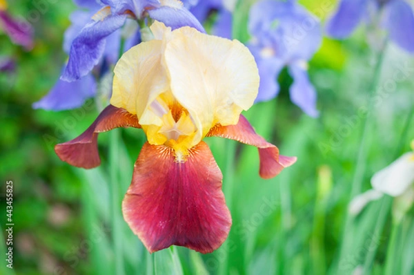 Obraz yellow iris flower