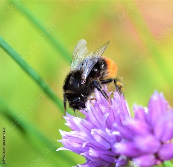 Fototapeta bee on a chive flower.