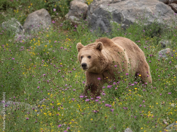 Fototapeta Ours brun dans la végétation en fleurs