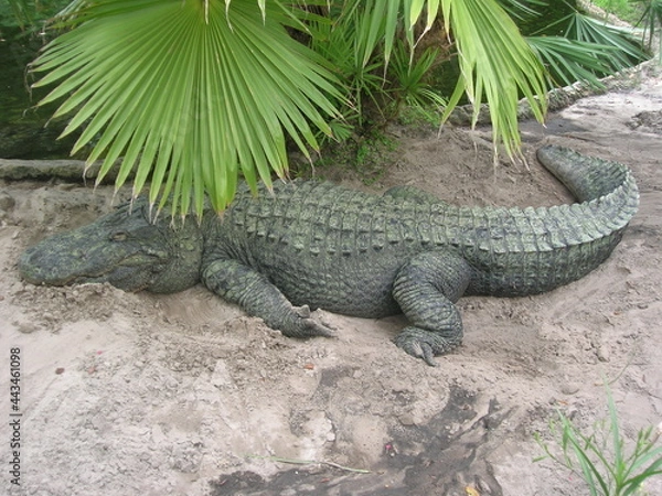 Obraz alligator basking