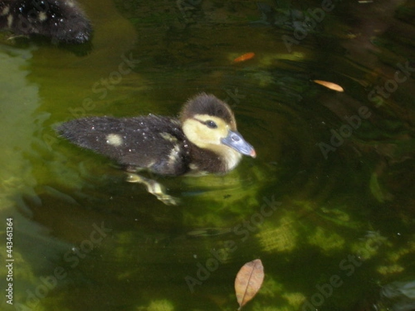 Obraz duck in the water