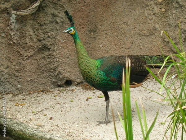 Obraz peacock