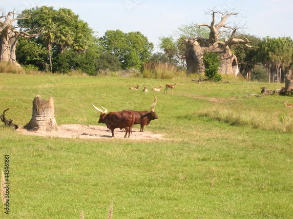 Obraz Grazing African Cattle
