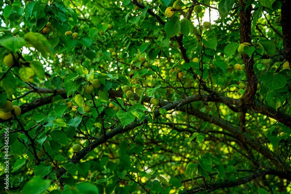 Obraz Абрикосы ,персики, акация, зелень