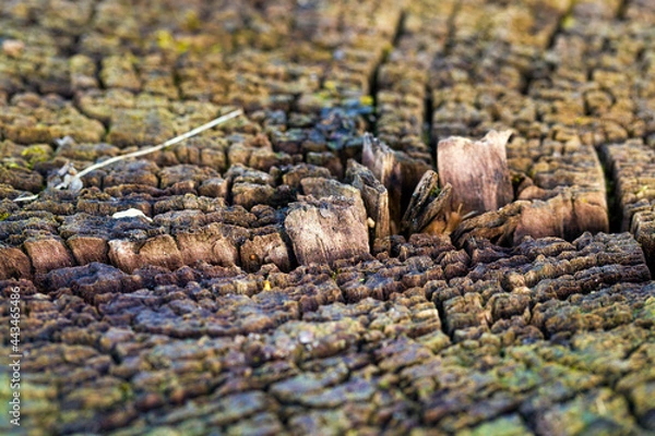 Fototapeta tree stump