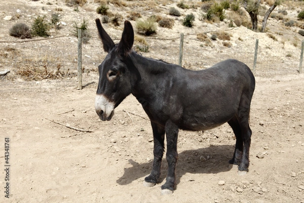 Obraz burro
